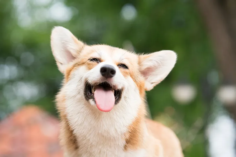 Smiling corgi dog