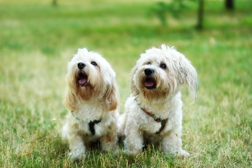 Bichon Bolognese_SasaStock_Shutterstock