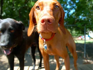Canine Good Citizen Test: What It Is & How To Prepare