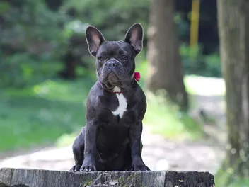 Are French Bulldogs Hypoallergenic? Vet-Verified Facts & FAQ