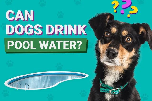 Can Dogs Drink Pool Water? Dangers Of Chlorine & Saltwater