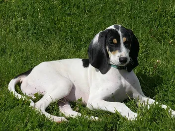 Ariegeois Dog Breed: Info, Pictures, Care Guide & Traits