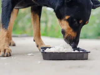 6 Great Sources of Carbohydrates for Dogs: Vet-Verified Nutrition Facts
