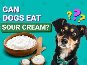 Can Dogs Eat Sour Cream? Vet-Approved Facts & FAQ
