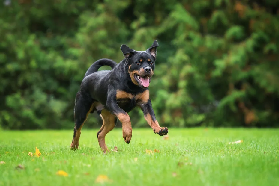rottweiler dog running outdoors