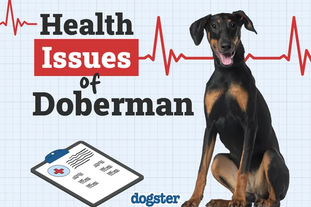 8 Common Health Problems in Dobermans: Vet-Verified Facts to Know