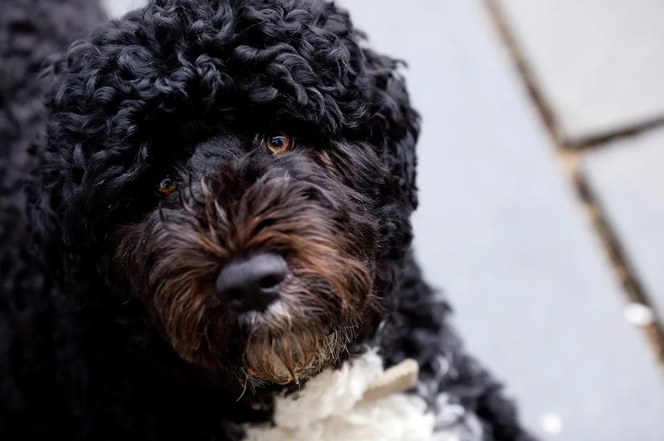 close up black portuguese water dog