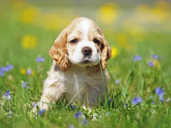8 Best Puppy Foods for Medium Breeds in 2026 - Reviews & Top Picks