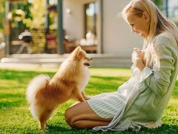 How to Train a Pomeranian: 10 Vet-Approved Tips
