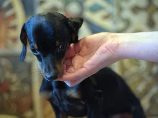 Puppy Birth Defects: Our Vet Explains the Signs, Causes & Prevention