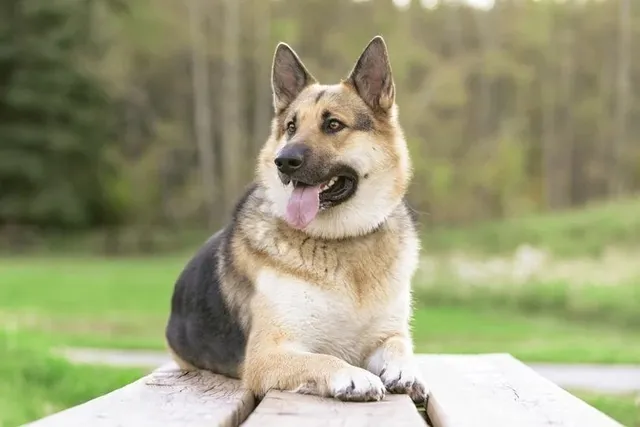 19 Worst Dog Breeds for Kids (With Vet-Reviewed Info & Pictures)