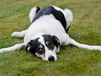 Ataxia in Dogs: Types, Causes, Signs & Treatment (Vet Answer)