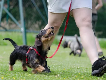 Should You Walk a Dog With Luxating Patella? Vet Explained Health Concerns & Treatments