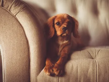 7 Best Couch Materials & Fabrics for Dogs (With Pictures)