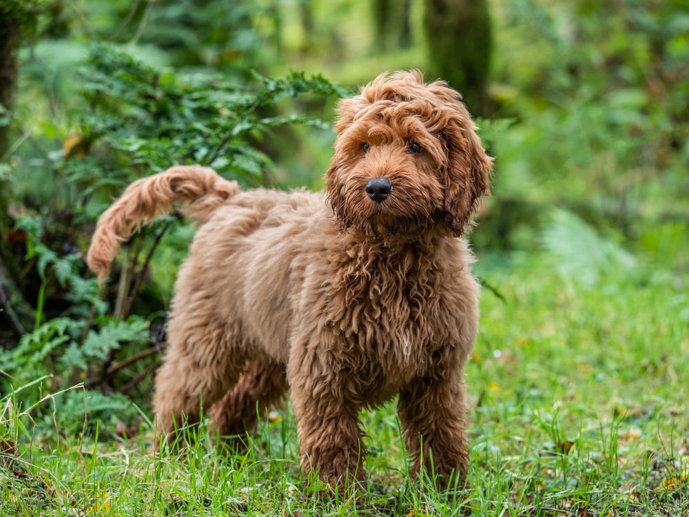 Cockapoo in the mountains