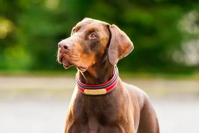 Brown Doberman: Info, Pictures, Origin & History