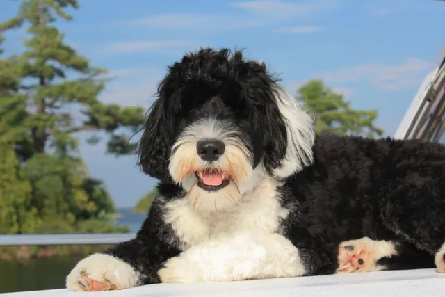 What Kind of Dog Did Obama Have? Breed Facts & FAQ