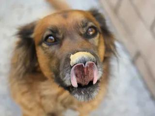 Why Do Dogs Love Peanut Butter So Much? Vet-Approved Enrichment Ideas