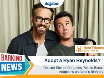Adopt a Ryan Reynolds? Rescue Shelter Renames Pets to Boost Adoptions on Actor's Birthday