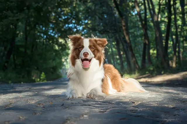 Will a Border Collie Be Good With My Cat? Facts & FAQ