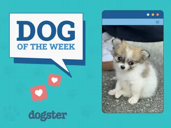 Dogster Photo Contest: Dogs of the Week Winners (September 4, 2025)