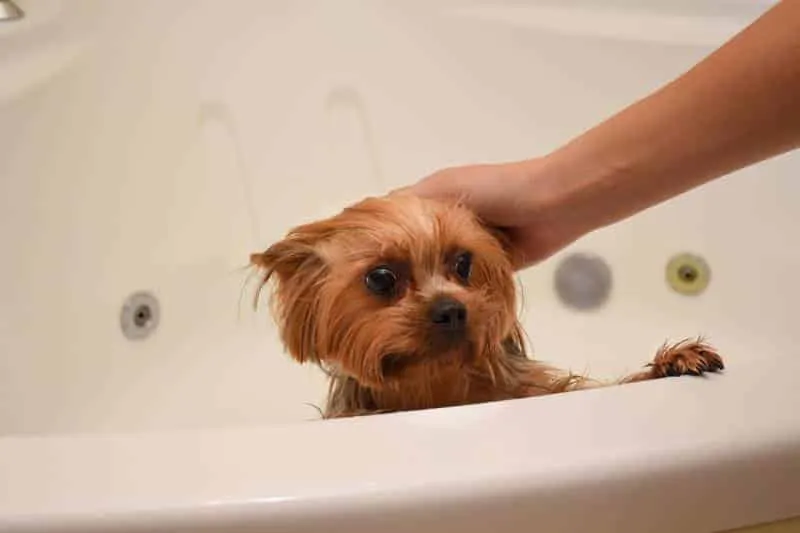 scared Yorkshire dog terrier is standing in the bathroom at home