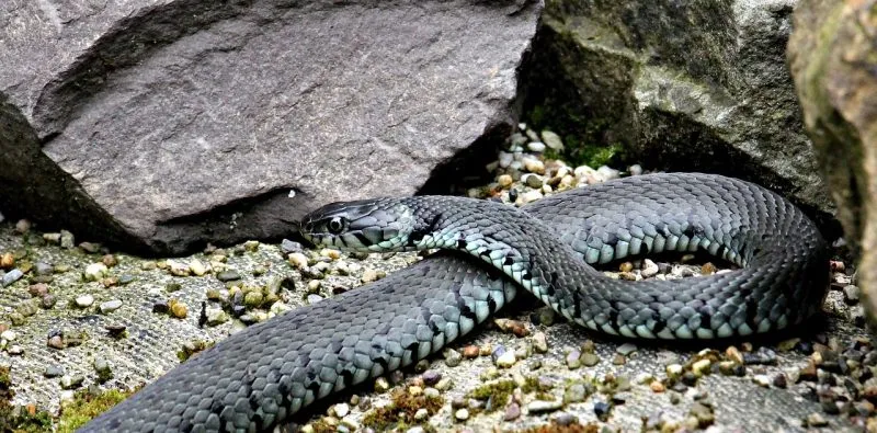 close up of a snake