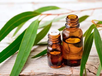 Eucalyptus for Dogs: Is It Safe? Our Vet Answers