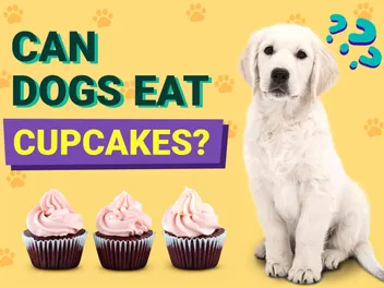 Can Dogs Eat Cupcakes? Vet-Approved Facts & FAQ