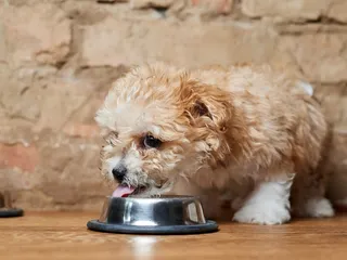 9 Best Dog Foods for Maltipoos in 2026 - Reviews & Top Picks
