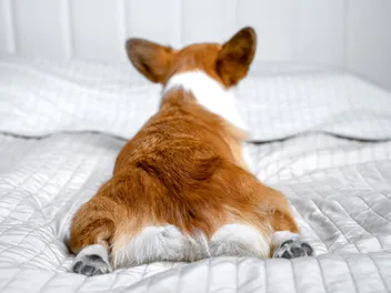My Dog Farts a Lot: Vet-Verified Causes & When to Seek Help