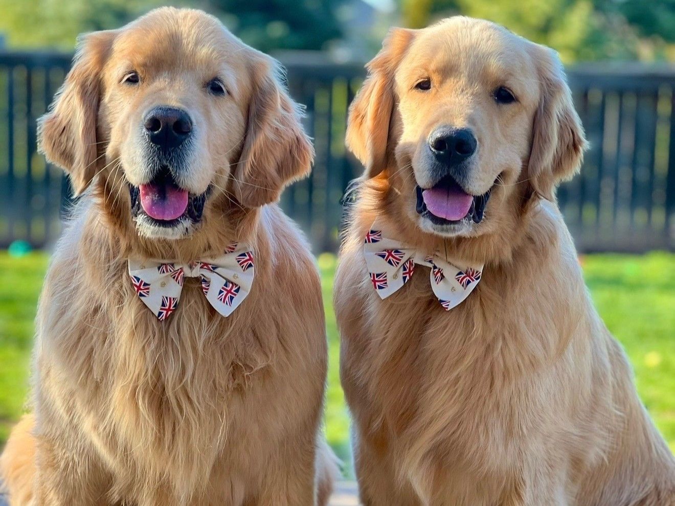 Two golden retrievers wearing Union Jack bow ties