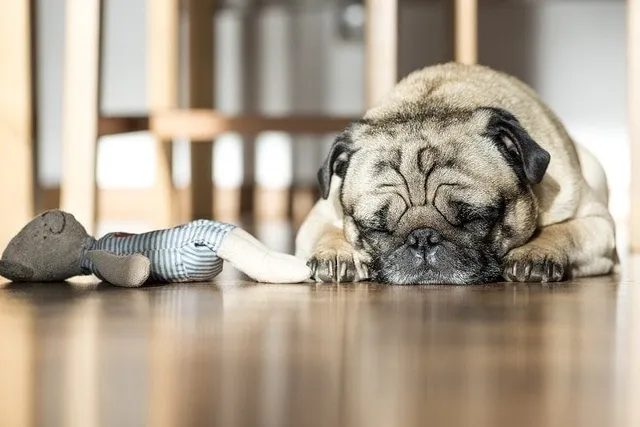 How Much Do Pugs Sleep? Everything You Should Know (Vet-Reviewed)
