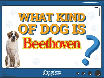 What Kind of Dog Is Beethoven? Facts & Behind-the-Scenes