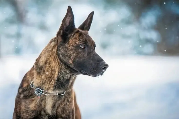 Dutch Shepherd Snow