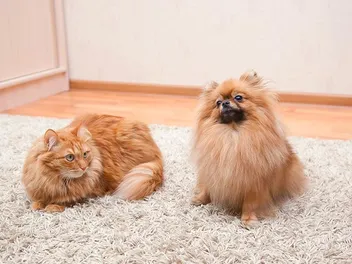 Will a Pomeranian Be Good With My Cat? Pet Sociability Explained