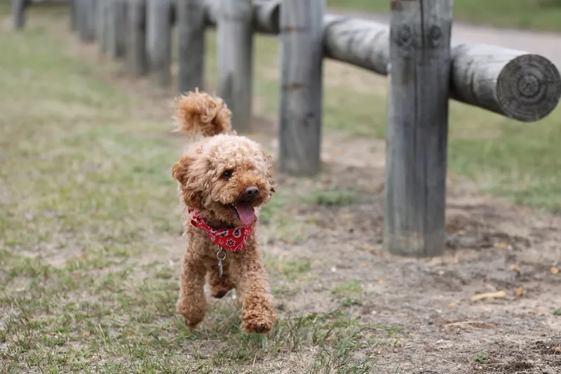 toy poodle walking outdoors