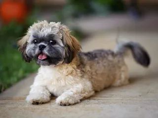 Jatzu (Shih Tzu & Japanese Chin Mix) Dog Breed: Info, Pictures, Care & More
