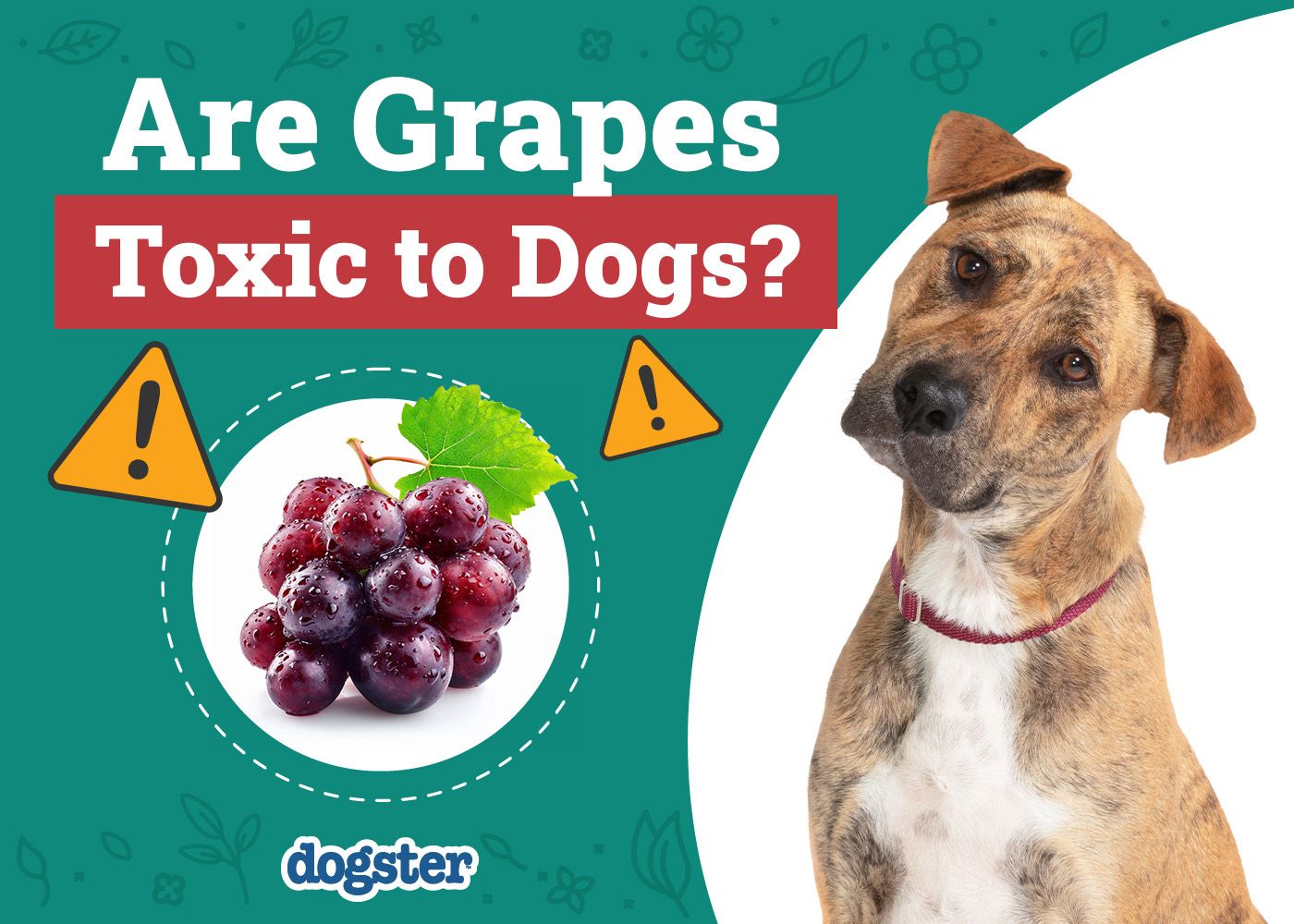 Dogster_Are Grapes Toxic to Dogs