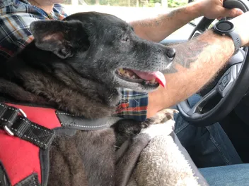 Ridin' With the Trio: Truck Travel With Dogs