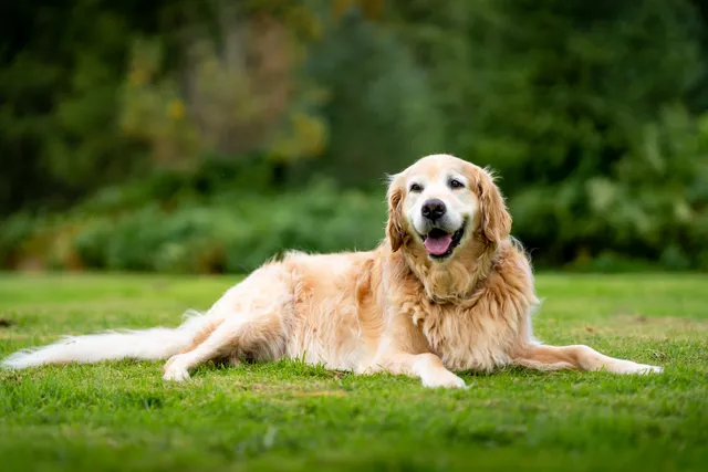 How Old Is 11 in Dog Years? Vet-Approved Guide to Each Size of a Dog