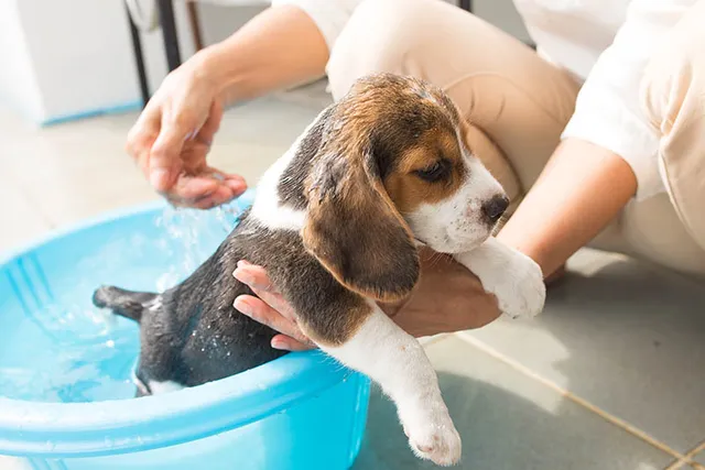 How to Give a Puppy a Bath? Step-by-Step Guide