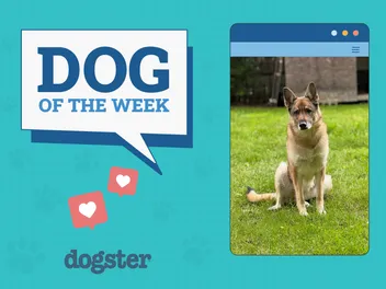 Dogster Photo Contest: Dogs of the Week Winners (July, 3 2025)