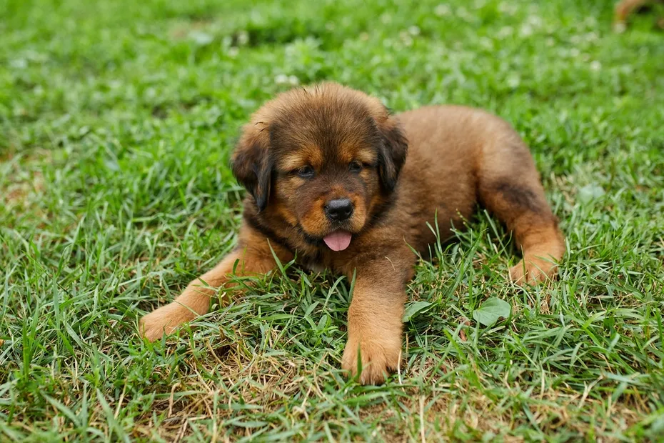 a newfoundland puppy lying on grass
