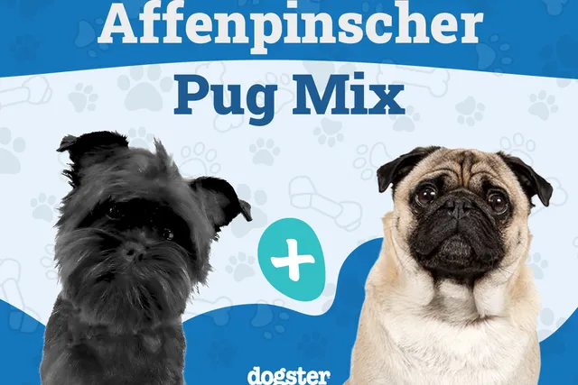 Affenpug (Affenpinscher Pug Mix): Info, Pictures, Care & More