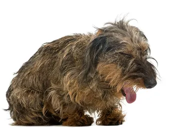 Kennel Cough in Dogs: Vet Reviewed Causes, Signs & Treatment