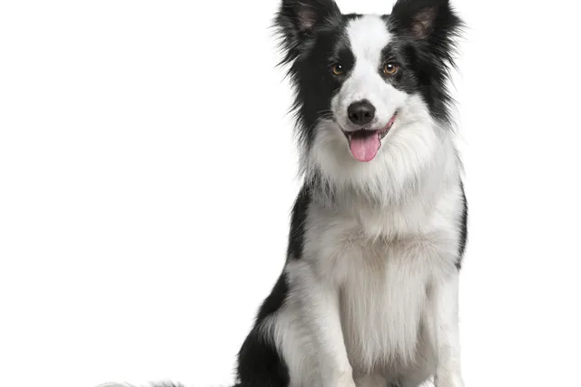 13–18-Month-Old Puppy: What to Expect (Vet-Reviewed Care Guide)