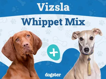 Vizsla Whippet Mix: Info, Pictures, Care Guide & More