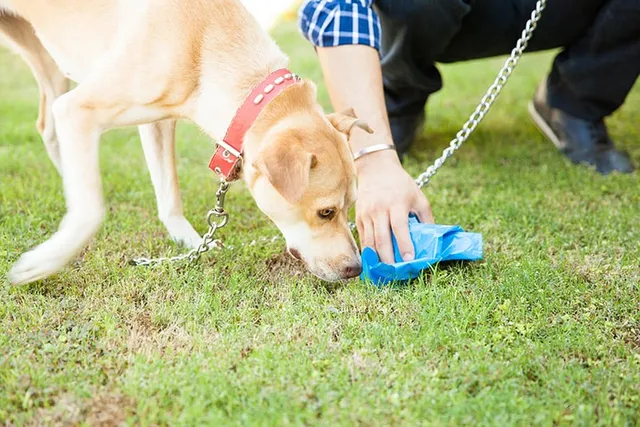Yellow Dog Poop: Meaning & When to Worry (Vet Answer)