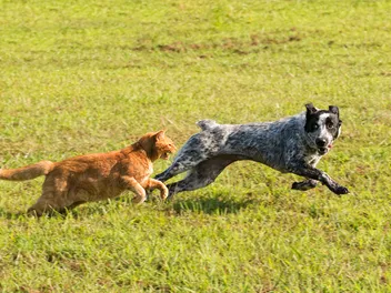 My Cat Is Bullying My Dog: 9 Vet-Approved Tips to Stop Them